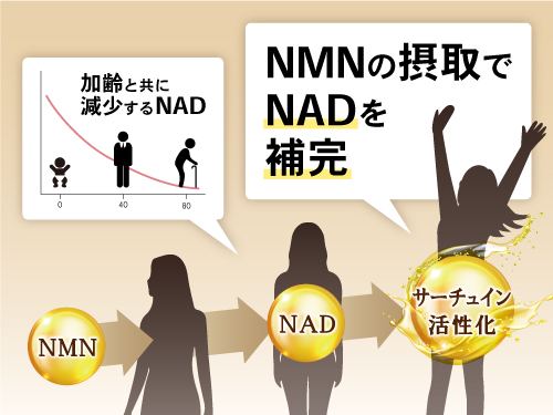 NMNからNADへ変換